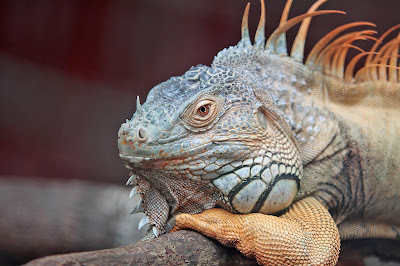 iguanas: como cuidar?