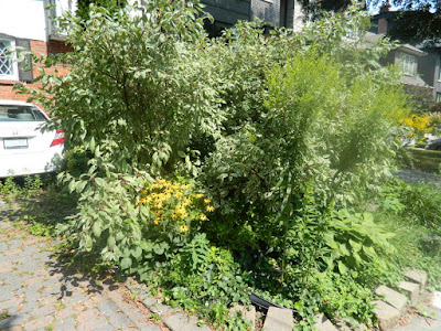 Toronto Deer Park summer garden cleanup before by Paul Jung Gardening Services Toronto Deer Park summer garden cleanup before by Paul Jung Gardening Services