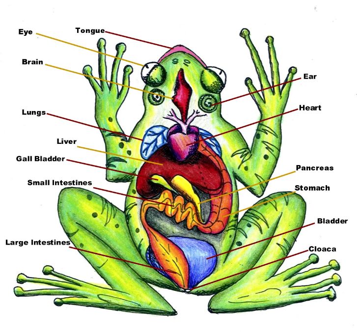 puppies123-frog-dissection