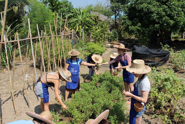 Thai Cooking Class image 