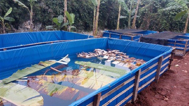 Teknik Membuat Kolam Terpal Kecil di Atas Tanah Bioflok Bahan Bambu