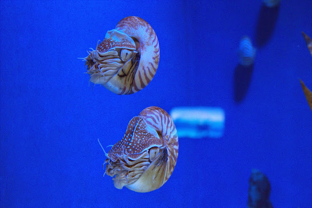 IMG_0058 Jalan-Jalan Terus: Lion City, Singapore