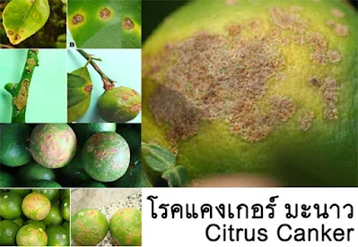 การใช้ น้ำส้มควันไม้ ป้องกัน กำจัด โรคแคงเกอร์ มะนาว