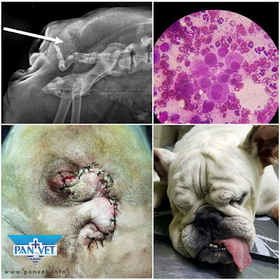 Adenokarcinom analnih žlezda kod psa