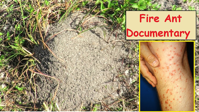 Disturbing Fire Ant Mounds Documentary