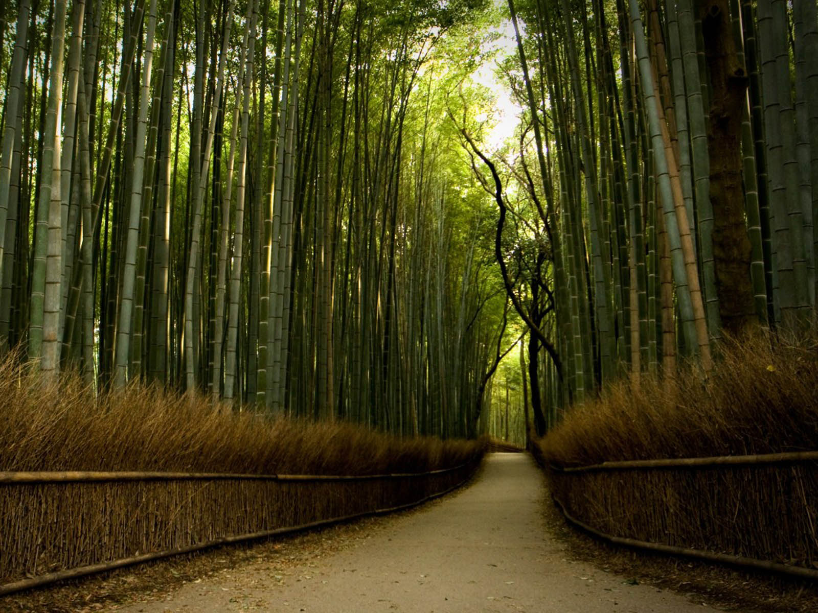 wallpapers bamboo forest wallpapers forest background picture