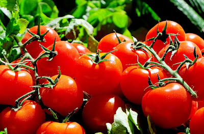 Tomater, tomatoes
