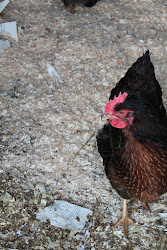 wood coop chicken shavings chips pine country using
