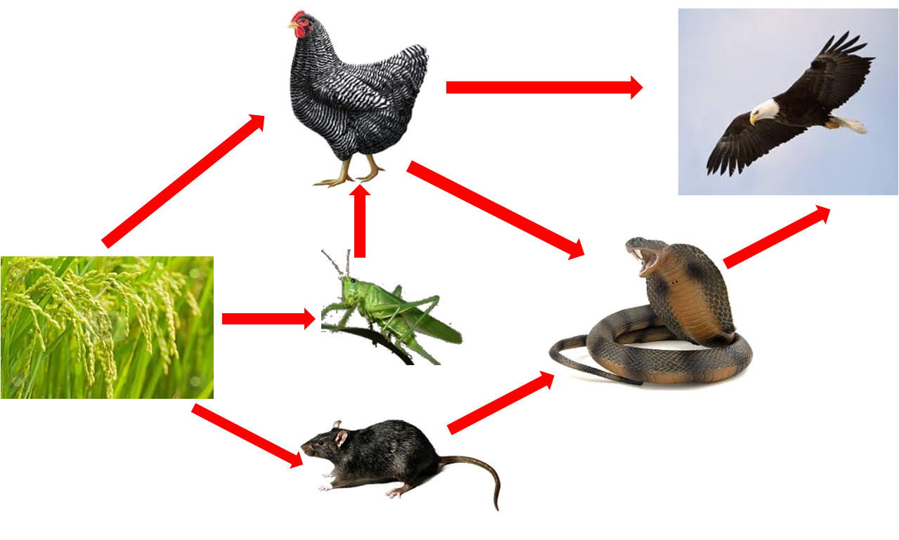 Investigating Living Thing by Cheng Siow Hoon (D20112052706) Exercise