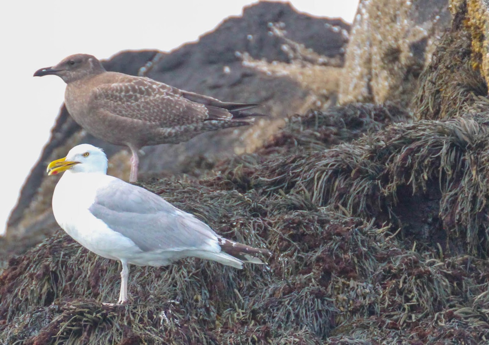 Cannundrums American Herring Gull