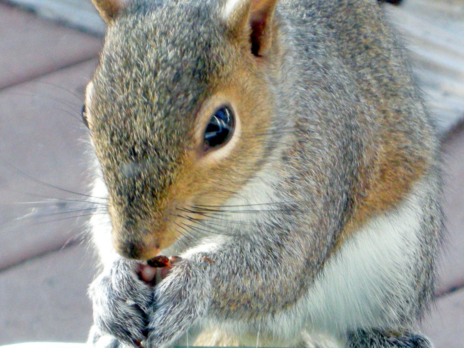 Kitchens Are Monkey Business: Rosie's Little Squirrel.