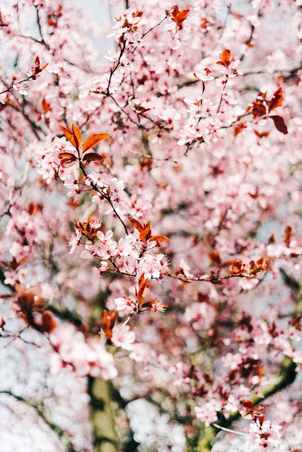 Free iPhone Wallpapers and backgrounds 