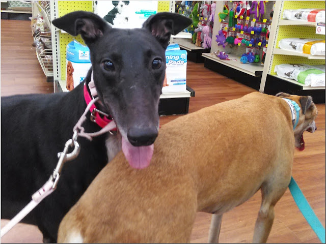 Stormy and Annie at Pet Supermarket