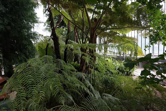 Jardin des Plantes - Serre de Nouvelle-Calédonie