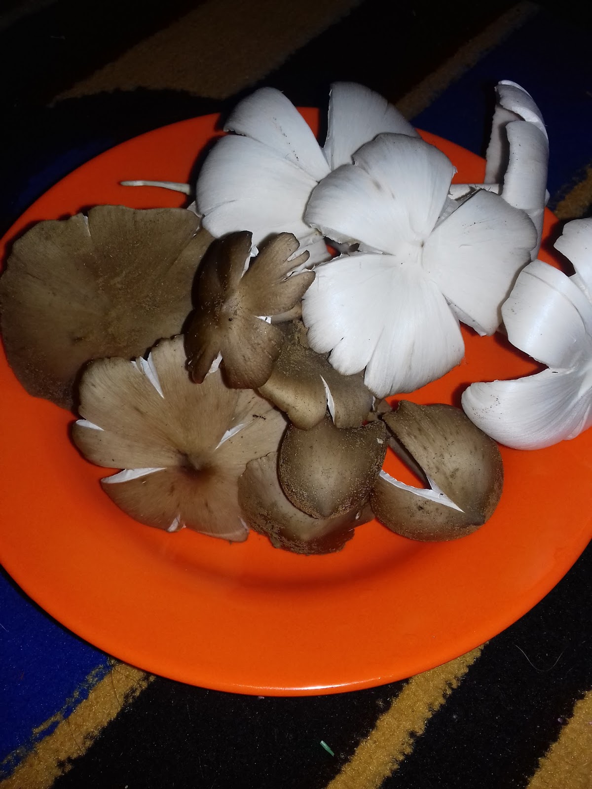 Gambar Nama Latin Ilmiah Jamur Merang Namalatin Gambar di Rebanas Rebanas