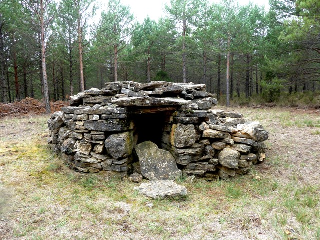 CEA Ítaca-José Luis Iranzo: De ruta por Ejulve. Coníferas de
