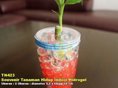 Souvenir Tanaman Hidup Indoor Hidrogel