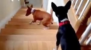 cães subindo escadas para segundo andar