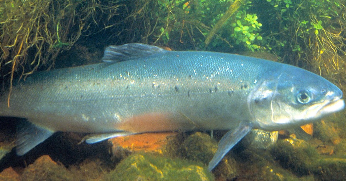 Encyclopedia of Trivia Salmon