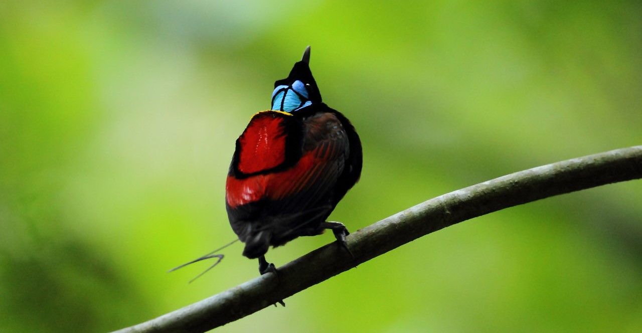 Wilson's Bird Of Paradise Planet Earth 2 Bird's Paradise: The Wilson’ Bird of Paradise