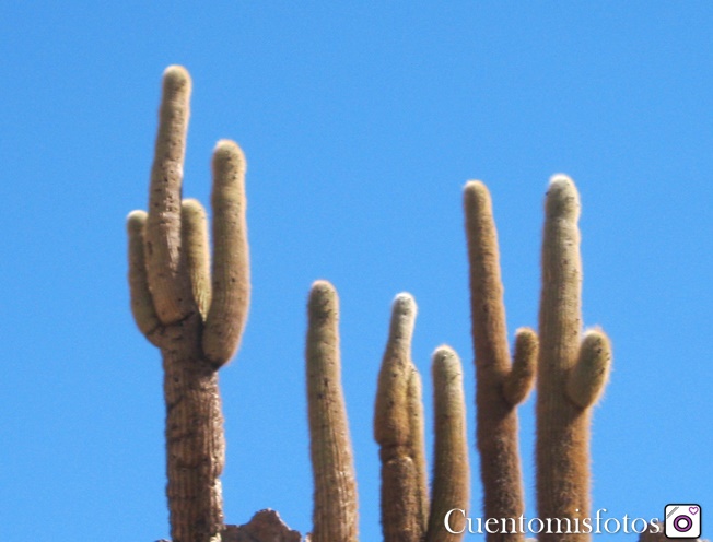 valle de los cactus