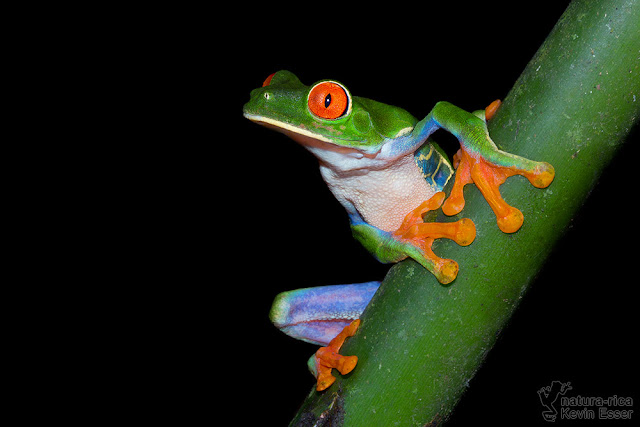 Red-eyed Treefrog - Agalychnis callidryas