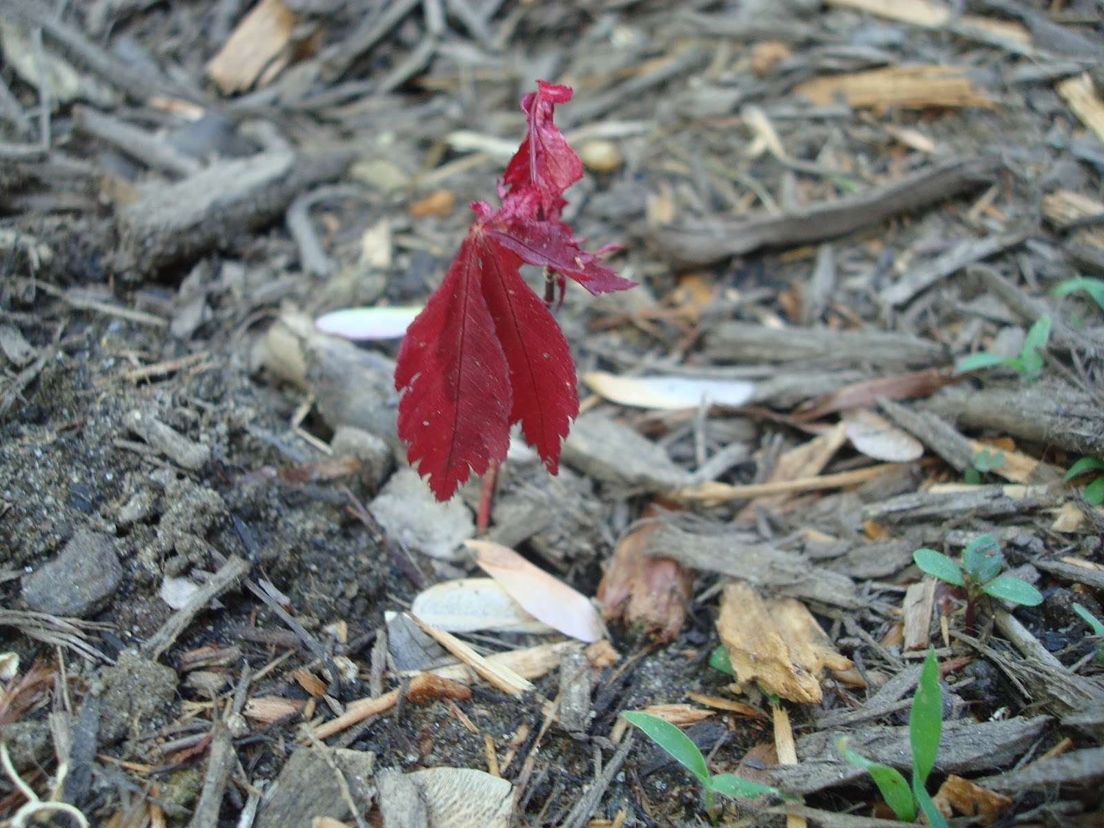 Love, Joy and Peas Multicolored Blooms, Seedlings, Garden Decor & More