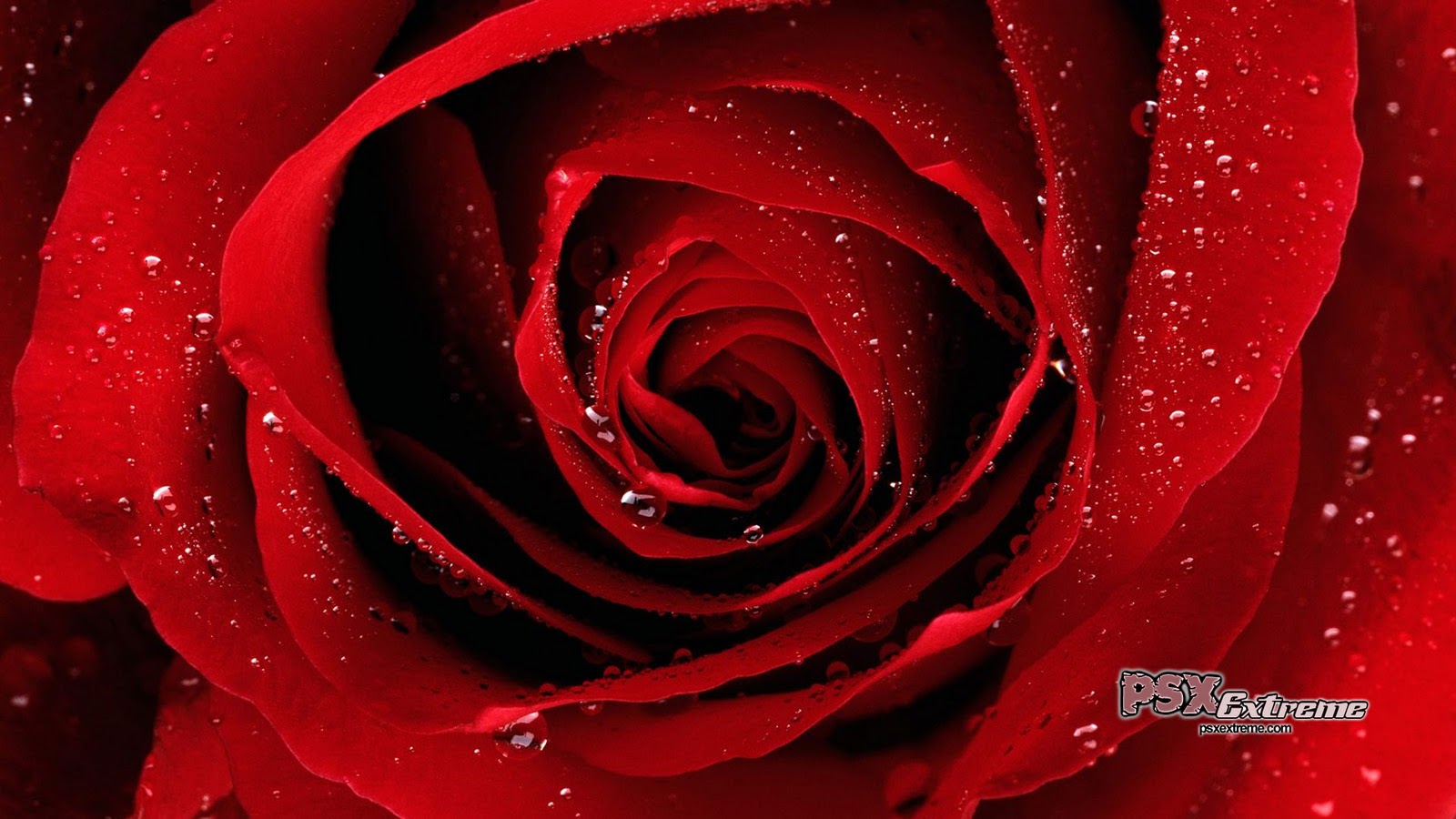 the red rose wallpapers Rose Wallpapers