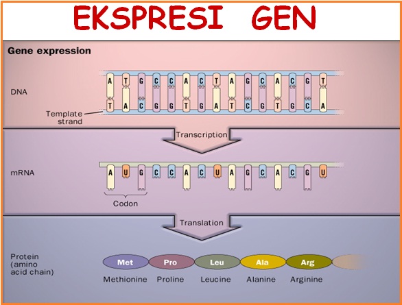 Epigenetika: Modifikasi Gen Canggih Tanpa Ubah Susunan DNA