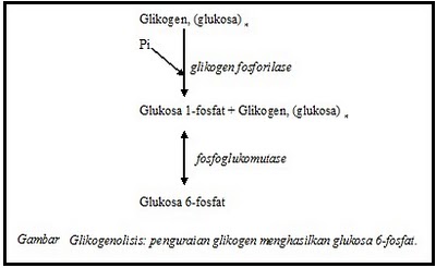 glikogenolisis