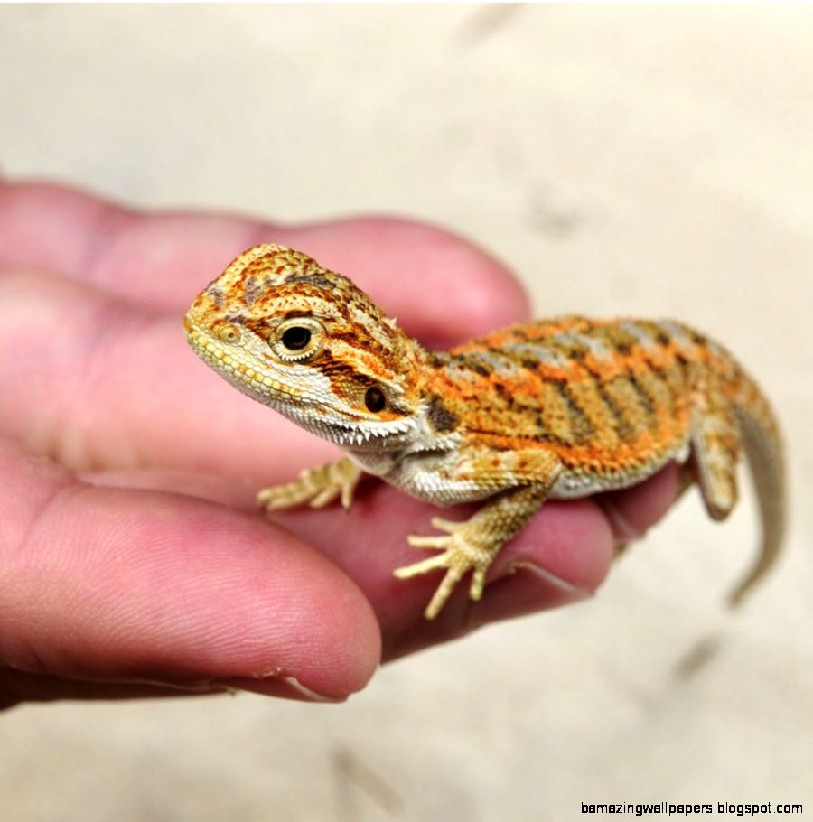 adult-red-bearded-dragon-feeding