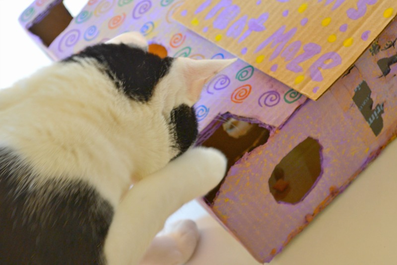How To Make Cat Maze At Your Home Pets Lover Blog