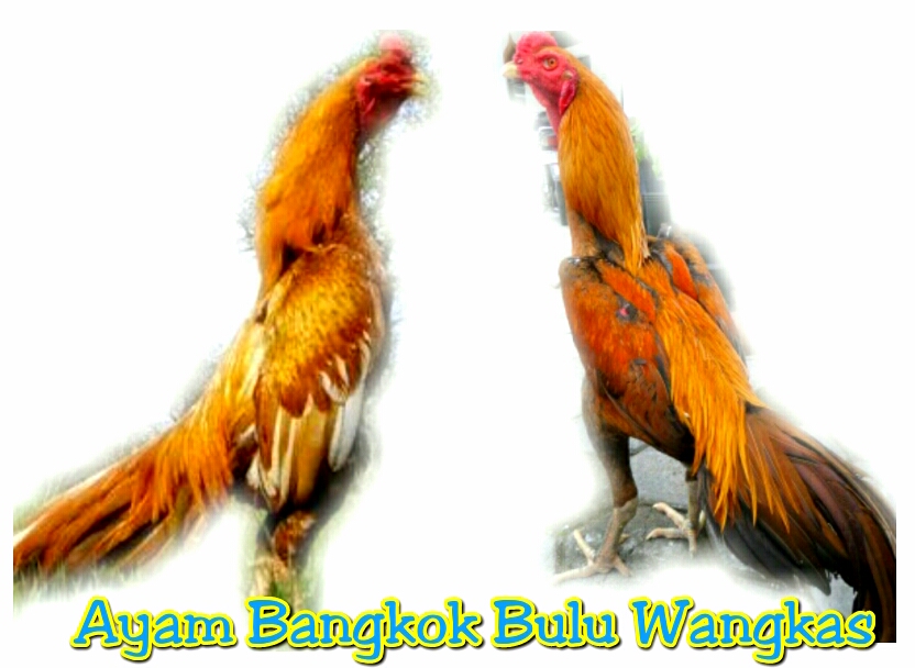 11 Macam Warna Dan Nama Bulu Ayam Aduan Paling Tersohor | AYAM JAWARA KITA