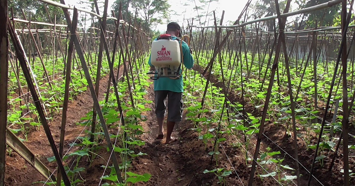 Cara Membuat Lanjaran Timun Menggunakan Benang