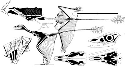 anatomia de Sharovipteryx