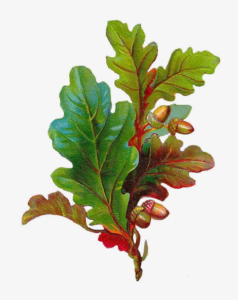 clip art oak leaf - photo #9