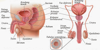 Bagian Organ Alat Reproduksi Pria & Fungsinya