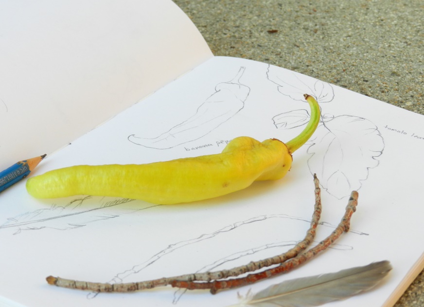 garden vegetable pencil sketches by Elise Engh