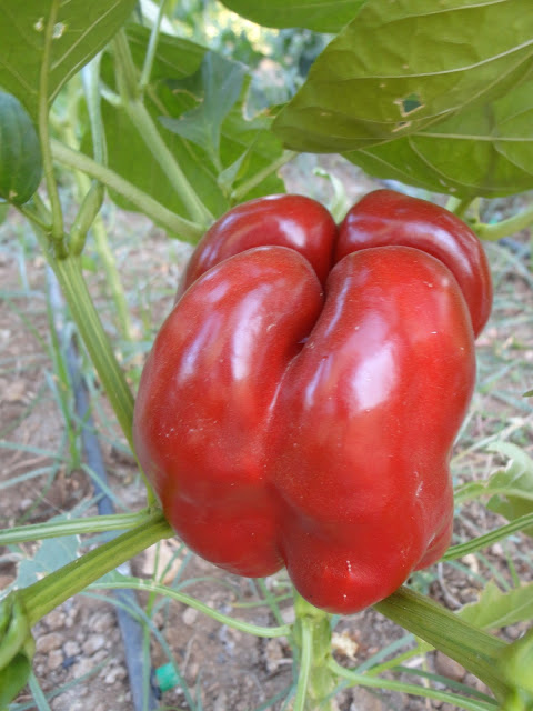 PIMIENTO CUATRO CARAS ROJO EN LA MATA.PIMIENTO MORRO DE VACA ROJO EN LA MATA. HUERTA DE VERANO.