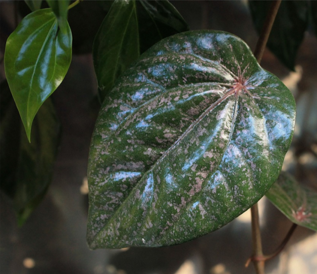 daun sirih