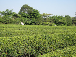 茶sasa茶が訪ねた茶畑
