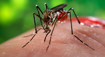 Pengobatan dan Pencegahan Virus Zika