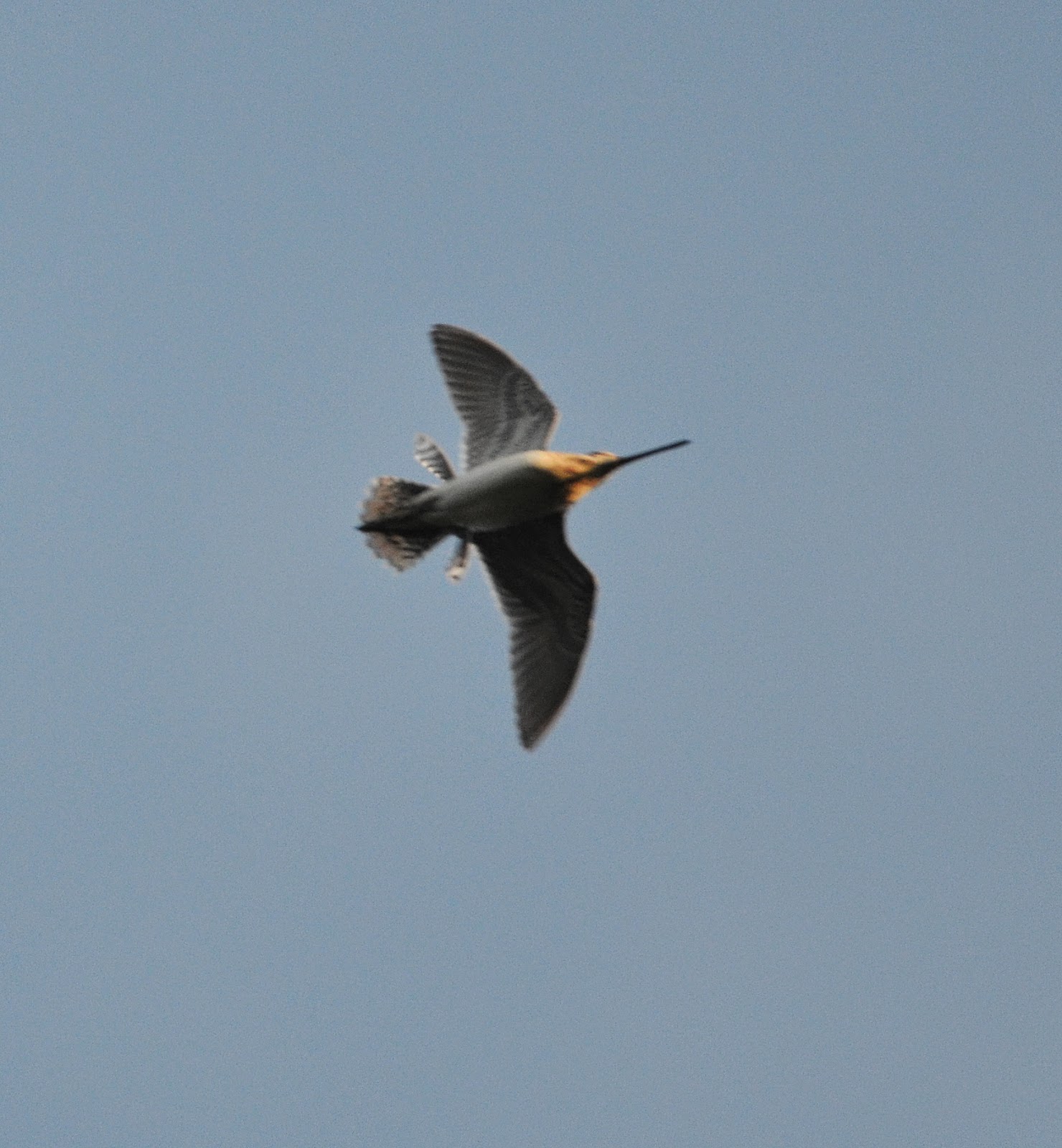 Anthony's Birding Blog Drumming Snipe