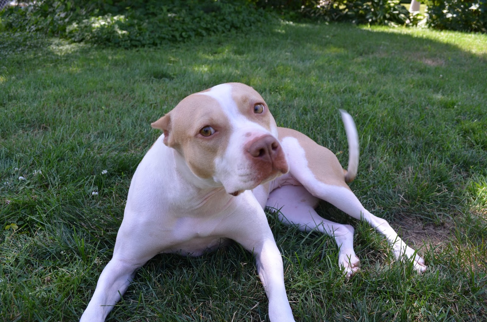 Oh, Corbin WANTED Belly Scratcher