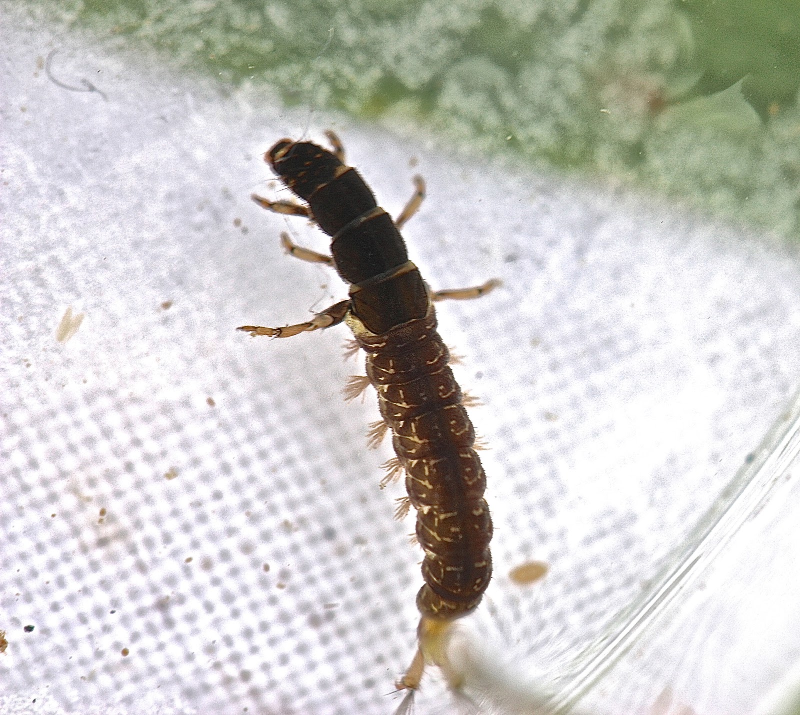 Aquatic Insects of Central Virginia: But That Doesn't Occur in Our Part ...