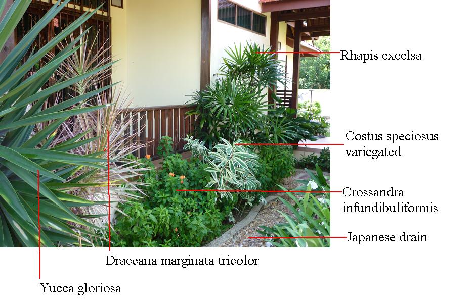 77+ Pokok Bunga Hiasan Depan Rumah