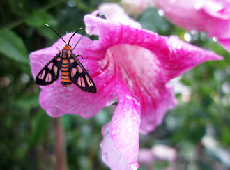 Clear Wing Moth