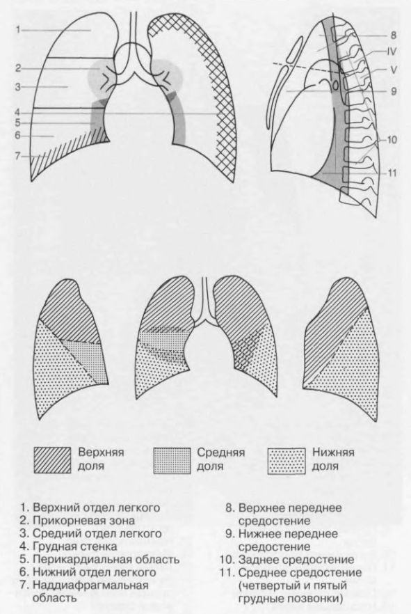 Доли легкого на рентгенограмме. Апикальный и базальный отдел легких. Доли легкого на рентгенограмме схема. Базальный отдел средней доли легких. Кортикальные и базальные отделы легких.