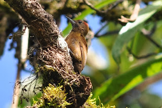 Woodpeckers of the World: How Many Woodpecker Species Are There