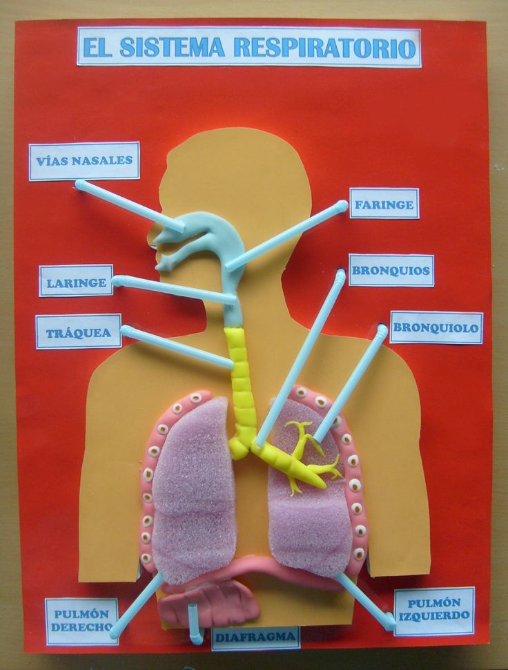 Escritorio de clases: Maquetas - Sistemas del cuerpo humano